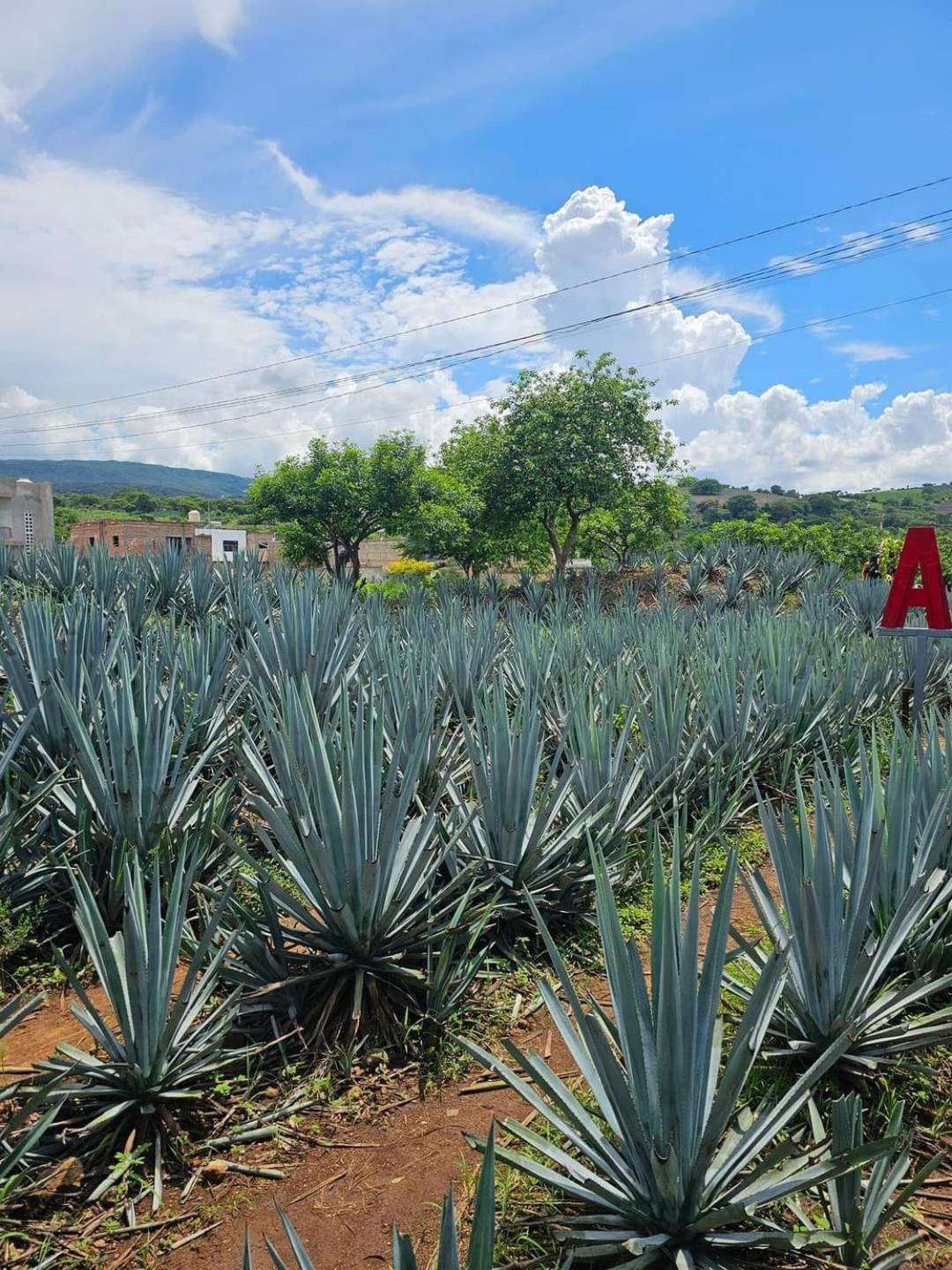 Hotel "El Origen" Tequila Exteriér fotografie